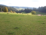 Tanne