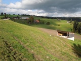 Tanne